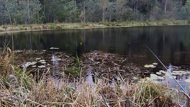 Линь Рыбалка на озере Селигер. Рыбалка с местным Рыбаком. Дом Рыбака Заречье 33 Приглашаем на отдых смотреть онлайн