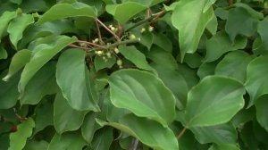 Летняя обрезка актинидии.