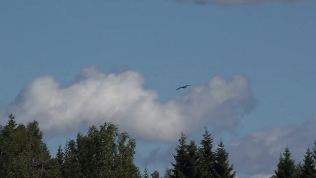 дикая природа-скопа-Osprey-Kalasääski смотреть онлайн