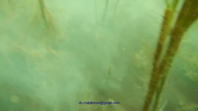 Гидробиология Забайкалья. Состояние некоторых элементов биоты озера Гусиное в августе 2017 смотреть онлайн