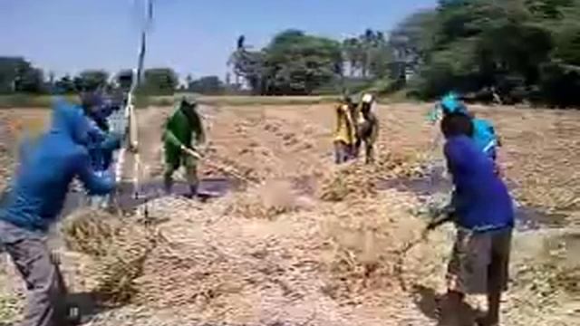 Алисур Пьюра (Перу) - уборка фасоли "чёрный глаз" смотреть онлайн