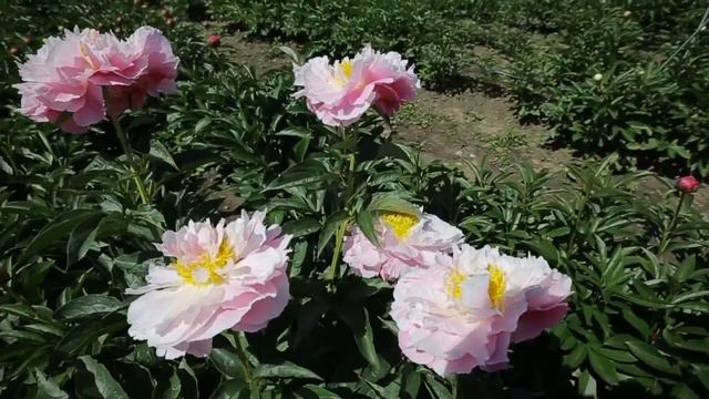 Пион Queenbee смотреть онлайн