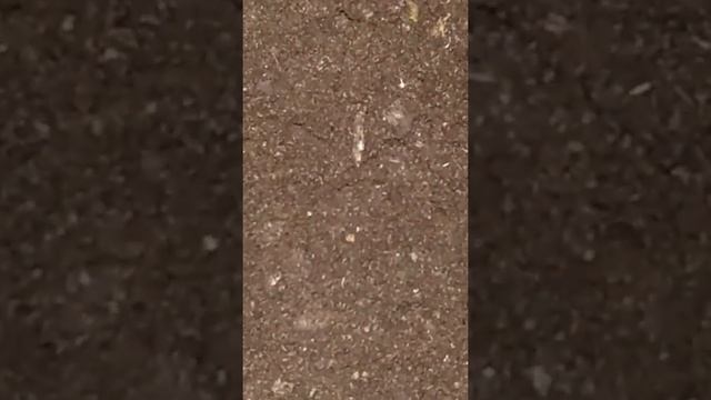 Пророщенная пшеница.Triticum aestivum.Два рецепта. смотреть онлайн