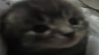 кот смотреть онлайн