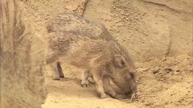 Кабаны. Семья с кабанчиками смотреть онлайн