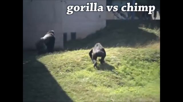 Gorilla vs Chimp? Ape Attacks смотреть онлайн