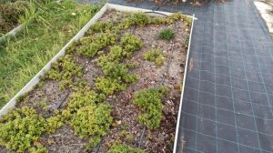 Брусника Мис Черри