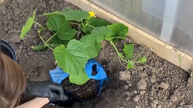 Важные моменты по высадке рассады огурца в грунт. "Секретный" прием для богатого урожая смотреть онлайн