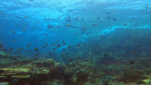Komodo Indonesia Scubadiving (印尼科莫多）