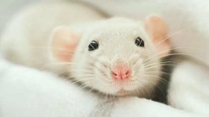 Ответ шумным соседям с чёрной совестью от белой и пушистой мышки