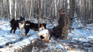 Будни охоты на куницу с лайками-4