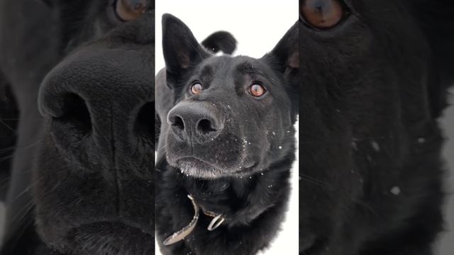 Почему у собаки мокрый нос? #собака #подольск #dogy_blogy #мокрый нос #dogyblogy #dogy_blogy_ #dog смотреть онлайн