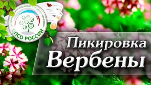 Как провести пикировку Вербены. Выращиваем Вербену гибридную из семян.