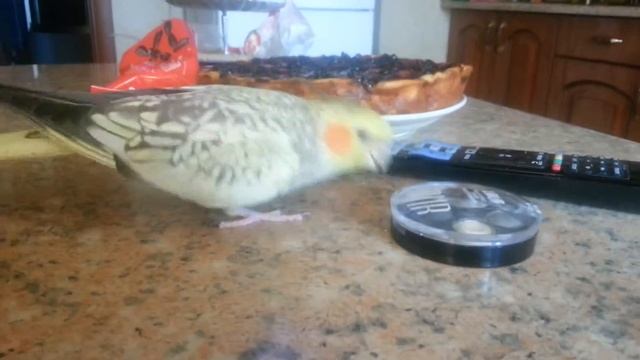 Умный попугай!