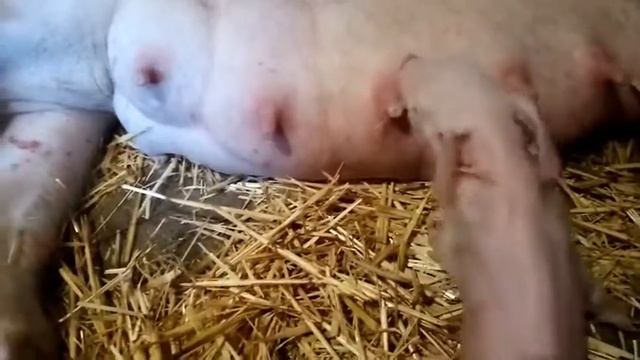 Опорос свиньи,свиноматки Натали,как прошел опорос и сколько поросят привела... смотреть онлайн