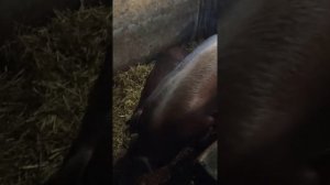 Эффективное кормление домашних свиней беконной породы Дюрок.