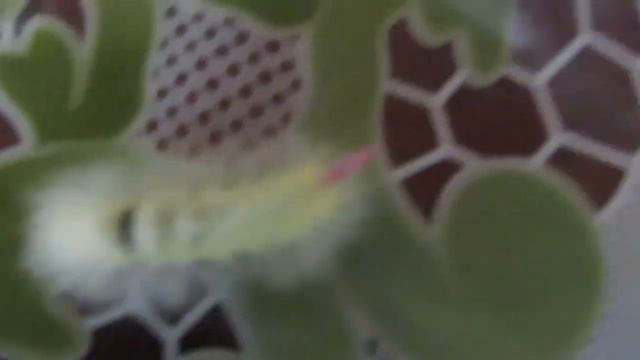 ГУСЕНИЦА С РОЗОВЫМ ХВОСТОМ ЧАСТЬ 2 смотреть онлайн