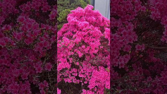 Цветение невероятной красоты?Азалия кустарник #shorts смотреть онлайн