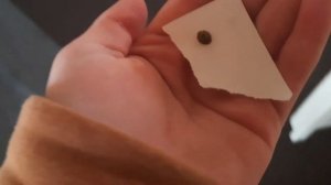 ?Содержание божьей коровки в домашних условиях!?|божья коровка Лилу|#божьякоровка| яХрумка