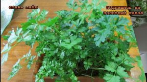 ★Как правильно посеять и вырастить петрушку дома. Первые всходы уже через 3 часа!