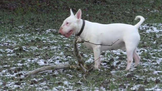 ЛУЧШАЯ ИГРУШКА БУЛЬТЕРЬЕРА