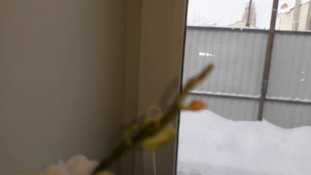 Орхидеи нацвело, мои инвалидики ☺извините меня за сопли болею... смотреть онлайн