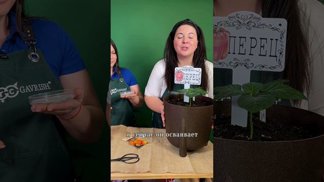 Какие культуры можно выращивать в чаше Петри? смотреть онлайн