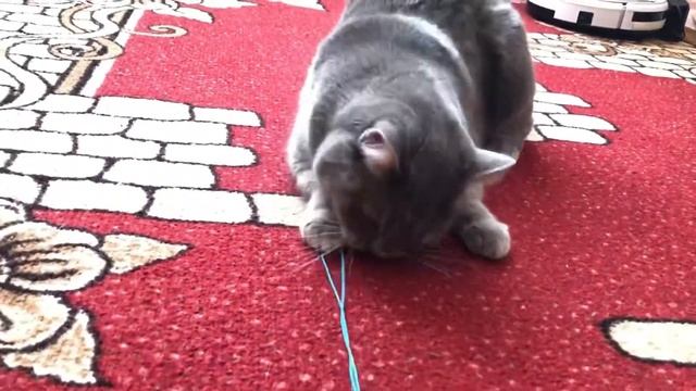 Идеи игрушек для кошек своими руками / в гостях у Софии