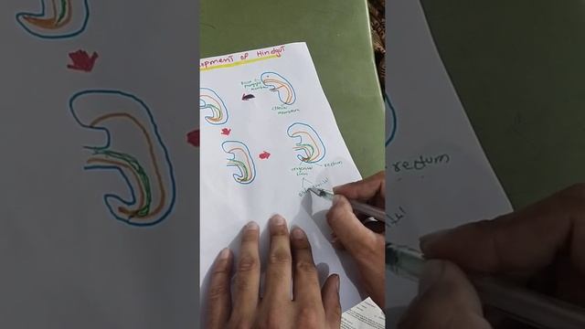 COMPLETE DEVELOPMENT OF HINDGUT |GIT DEVELOPMENT PART7| #mbbs #embryology #De.Easy смотреть онлайн