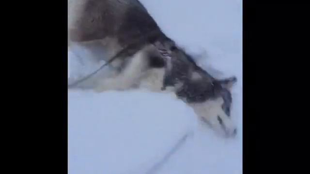 Прогулка с хаски, встретили Алабая смотреть онлайн