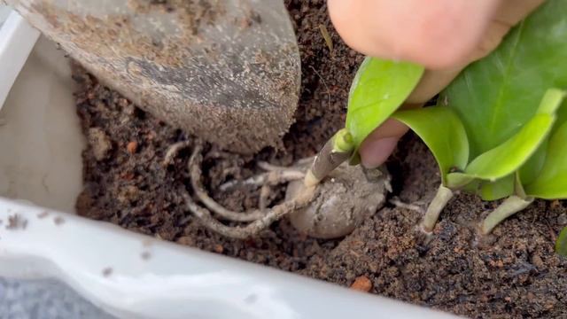 Table pots bring happiness to caregivers, very simple propagation and care смотреть онлайн