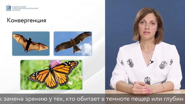 Видеоурок: Пути эволюции смотреть онлайн