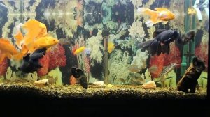 ЗОЛОТЫЕ РЫБКИ!!! МОЙ ПЕРВЫЙ АКВАРИУМ НА 200 ЛИТРОВ!!!