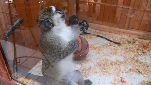 Воронежский зоопарк смотреть онлайн