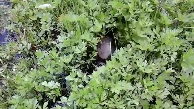 Черепахи в липецкой области д.филинок смотреть онлайн