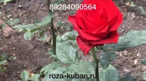 Роза Рояль Эксплорер