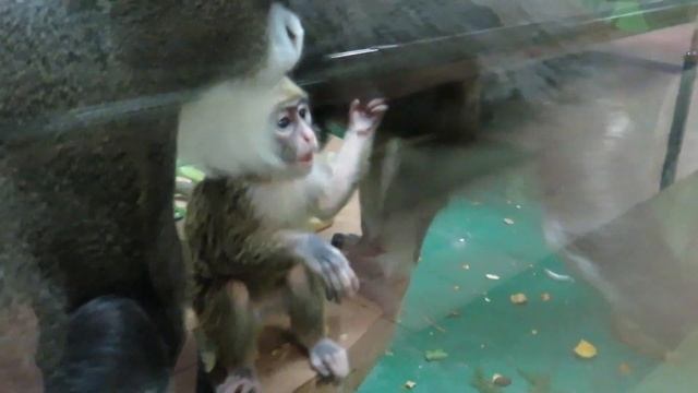 Мартышки бразза с малышами 13.11.2019 смотреть онлайн