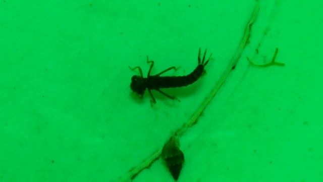 Личинка стрекозы 19 12 2013г смотреть онлайн