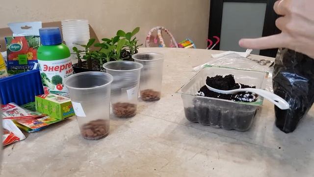 Адениум сеянцы. Подбор грунта для адениума. Часть 2 смотреть онлайн