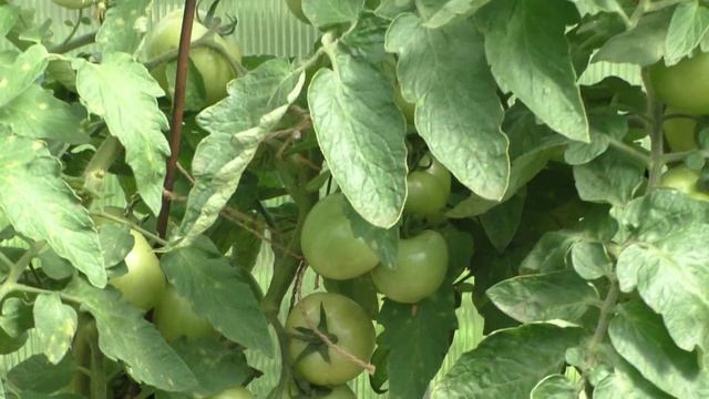 Обзор дачи июль 2020г смотреть онлайн