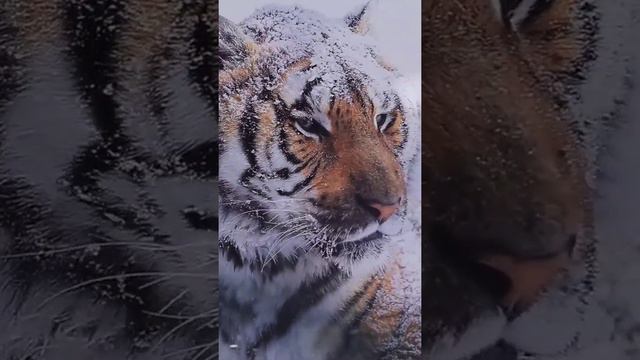Предновогодние пожелания друзьям красивое и приятное видео подпишись ❤️ поделись 🤗 смотреть онлайн