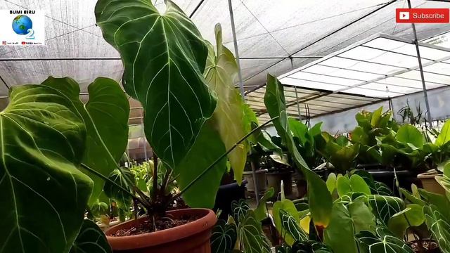 MANTAP! KOLEKSI TRENDING ANTHURIUM KUPING GAJAH DIBURU KOLEKTOR ADA DI RICHARD PLANT BABY - JUMBO смотреть онлайн