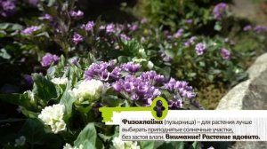 ТОП 10 ПЕРВОЦВЕТОВ В САДУ. Зацветают сразу как растает снег