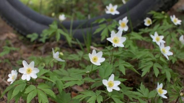 Весна, подснежники смотреть онлайн