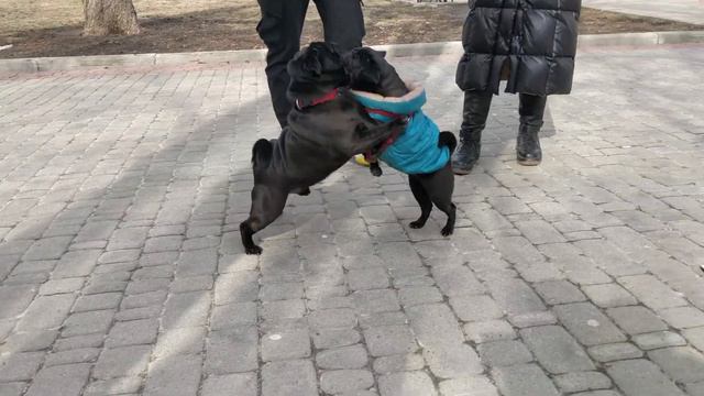 Любвеобильный мопс Банч