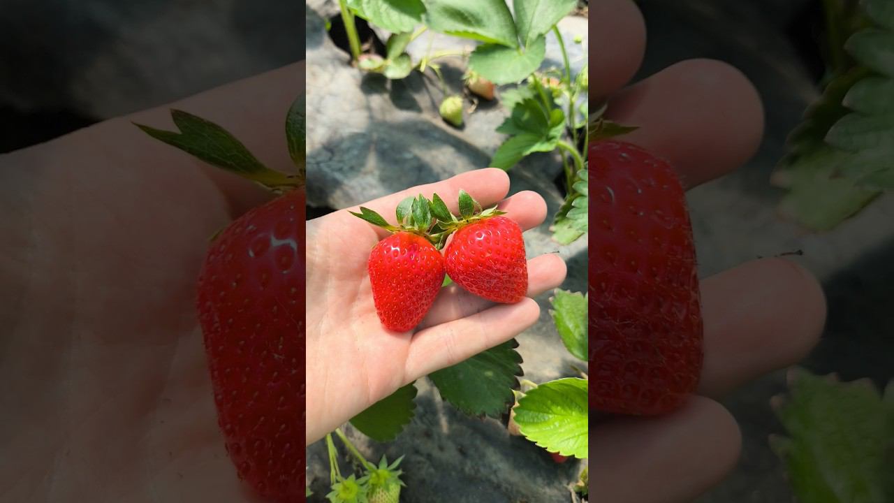 Хороший калибр ягоды клубники смотреть онлайн