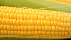 Лучшие Неприхотливые Сорта СЛАДКОЙ КУКУРУЗЫ На Посадку в 2022 Году! Урожай Будете Собирать Тоннами!