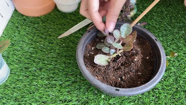 Replanting Kalanchoe Humilis | Succulent | Kalanchoe
