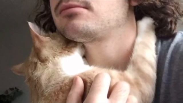 Парень взял котенка из приюта. Вот, что сделало животное, оказавшись дома у хозяина… смотреть онлайн