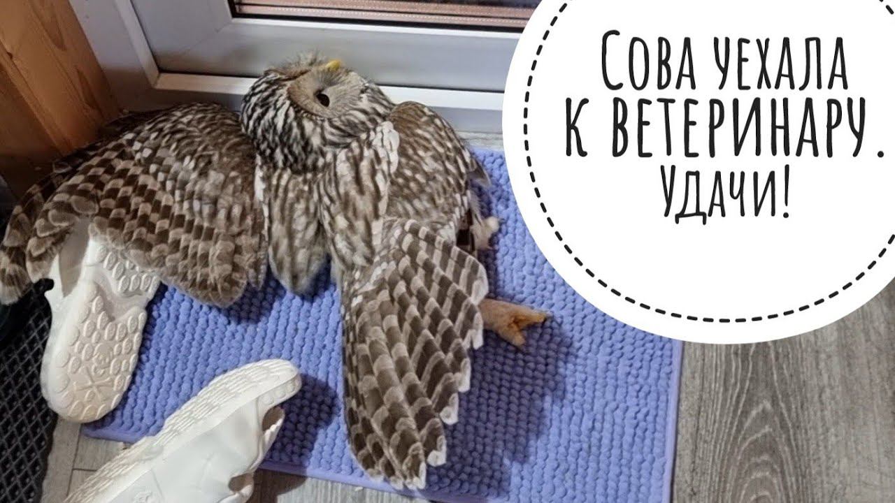 Неясыть уехала к врачу. Сыч Лучик питается, Артём валяет дурака, сова Ёль ограничивает себя в еде